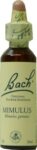 Mimulus-Fleur de Bach-Florence Drean-Naturopathe-Saint-Genis-Laval