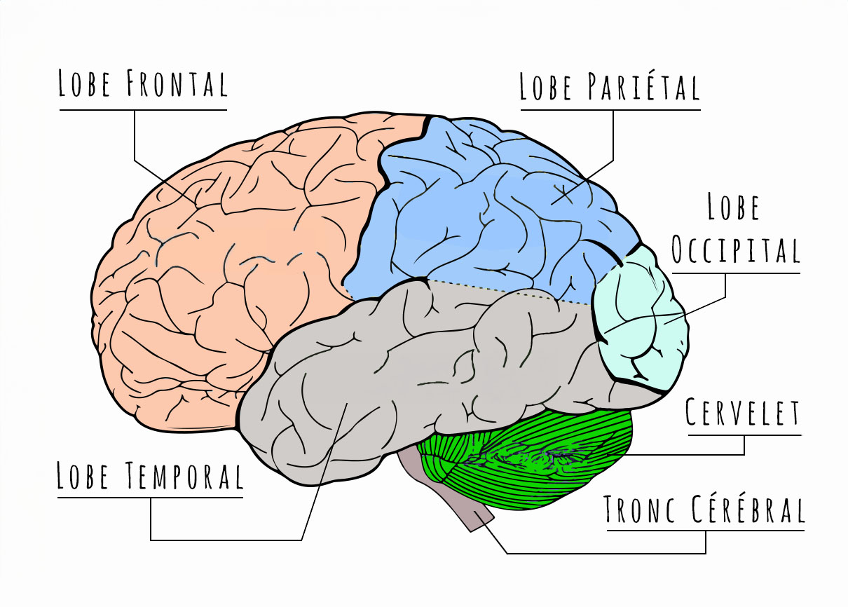 Les différentes régions du cerveau - Florence Drean - Naturopathe - Saint-Genis-Laval