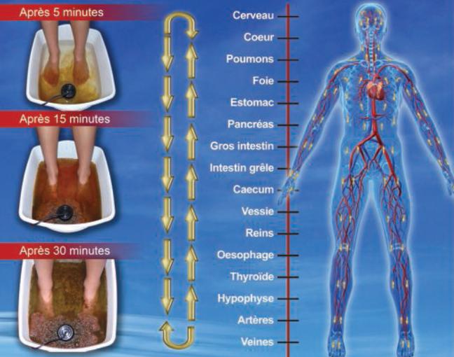 Detoxination-ionique-Schema-florence-drean-naturopathe-saint-genis-laval