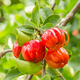 Acerola-Florence-Drean-Naturopathe-Saint-Genis-laval