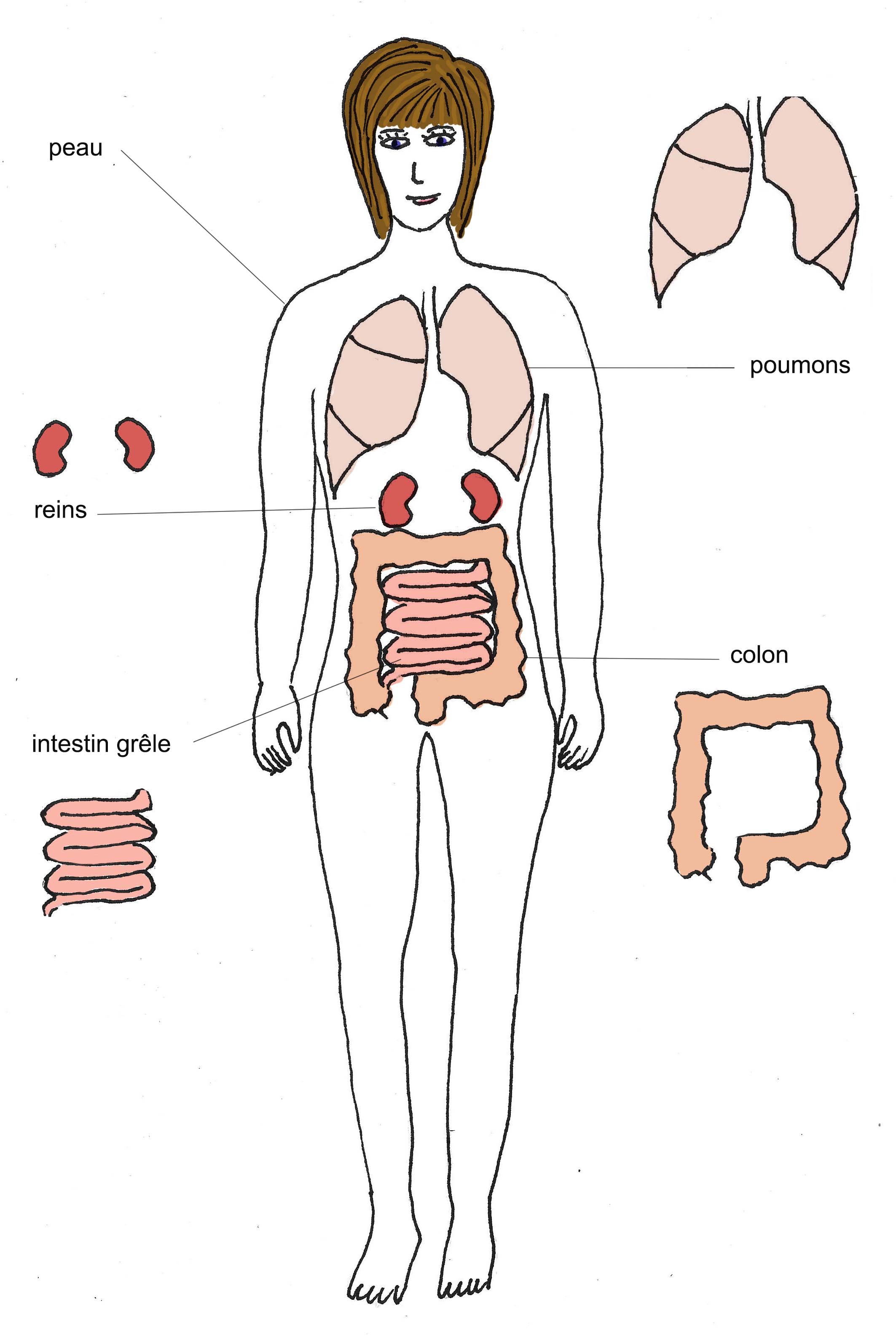 Detoxination-Florence-Drean-Naturopathe-Brignais-